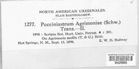 Pucciniastrum agrimoniae image